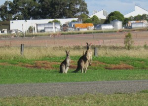 HunterValley-20