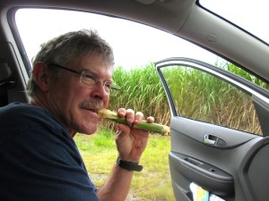 Sugar Cane1