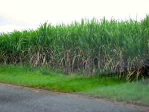 Sugar Cane3