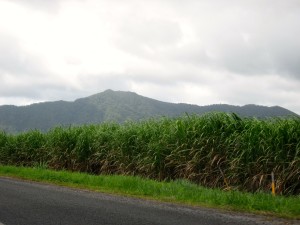 Sugar Cane4