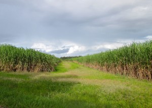 Sugar Cane5